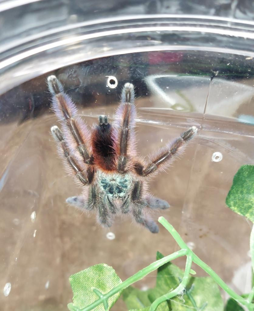 Caribena Versicolor "Antilles pinktoe tarantula"