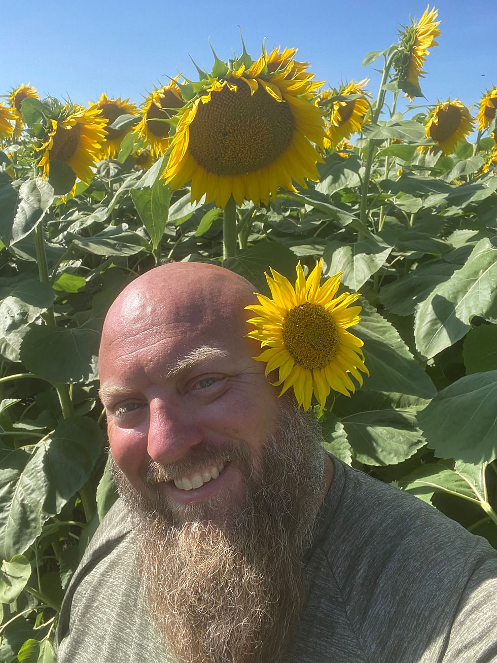 Lee Briese Sunflowers