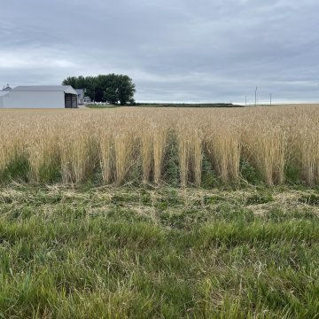 Living roots, low-input Costs