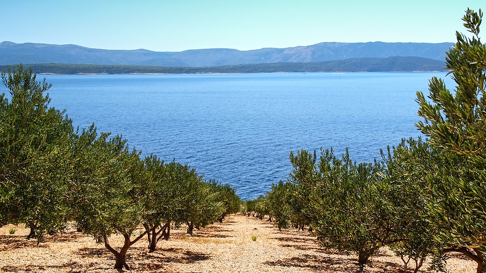 Olive Grove