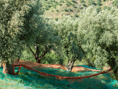 Discover the Heart of Olive Cultivation at Trees of Eden