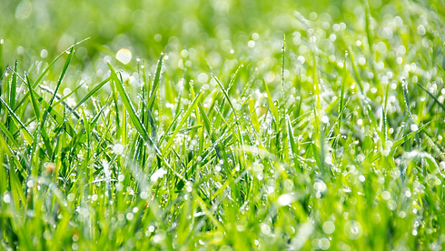 Winter Lawn Care – What Happens to Kikuyu & LM Grass in Cold Weather_