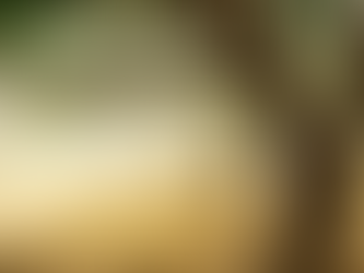 Planting a Memory: The Age and Meaning of an Olive Tree