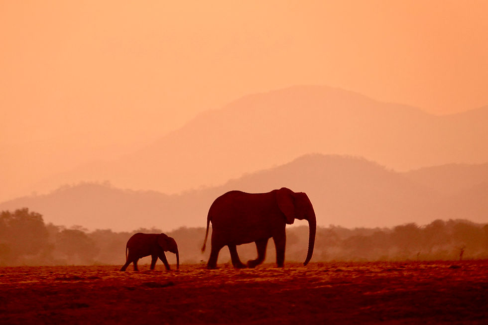 Lower Zambezi er også kjent for sines mengder av elefanter. Om dagen kommer elefantene ned til elven for å drikke om kvelden vandrer de tilbake til fjellene.