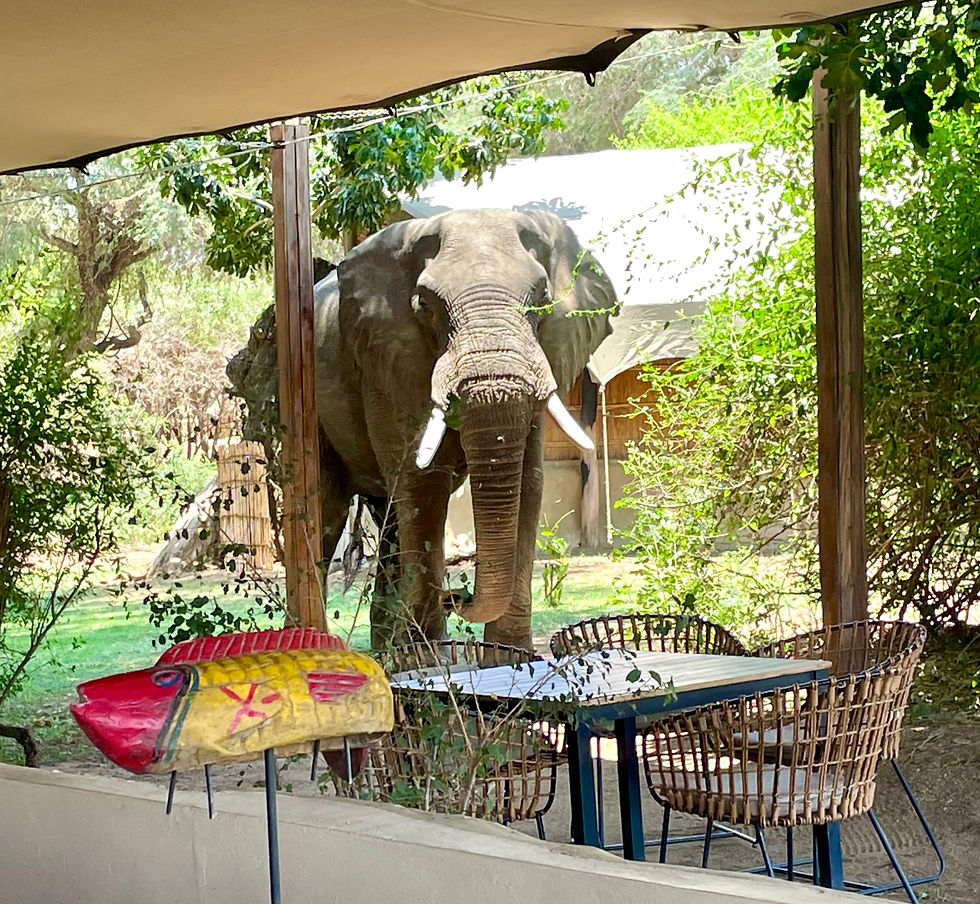 Noen ganger kom elefantene litt vel nærme, men det gikk greit og de ansatte passet godt på.