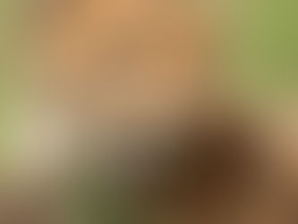 Geparden, Serengetis vakreste!