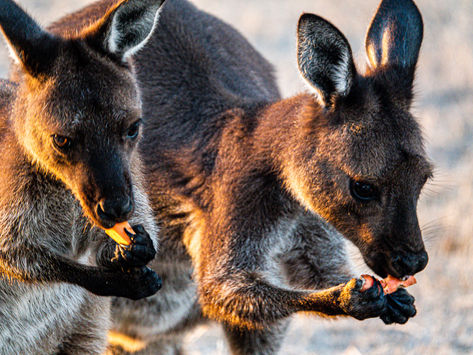 Rundtur i sør Australia – vakre strender, yrende dyreliv, hyggelige byer, vill natur og vingårder