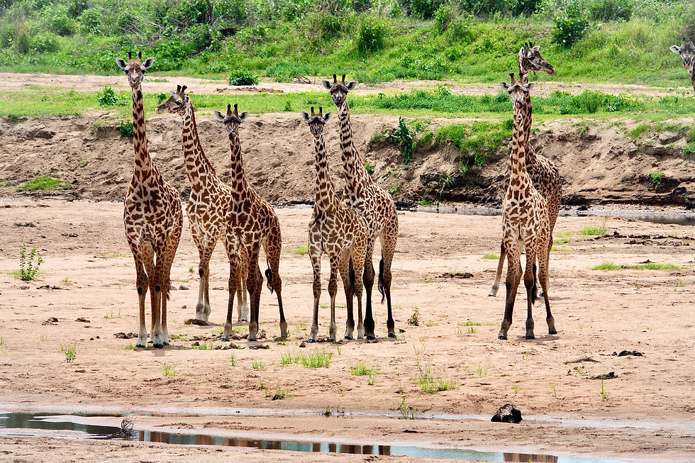 I Ruaha er det mye giraffer, det var giraffer over alt..
