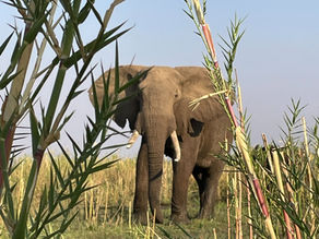 Drømmereise til det sørlige Afrika