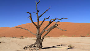 Namibia - Sossusvlei - den eldste ørkenen