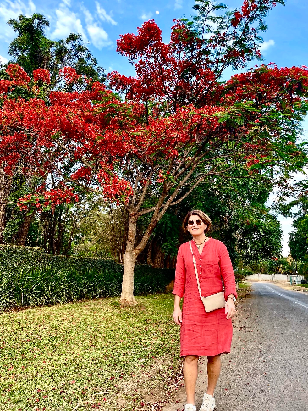 I november blomstrer Flamboyanttrærne i Lusaka - utrolig vakkert.