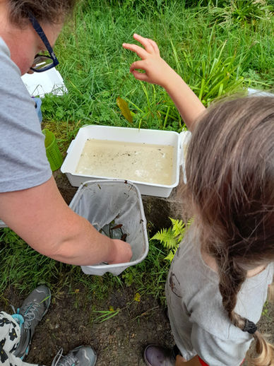 Pond dipping