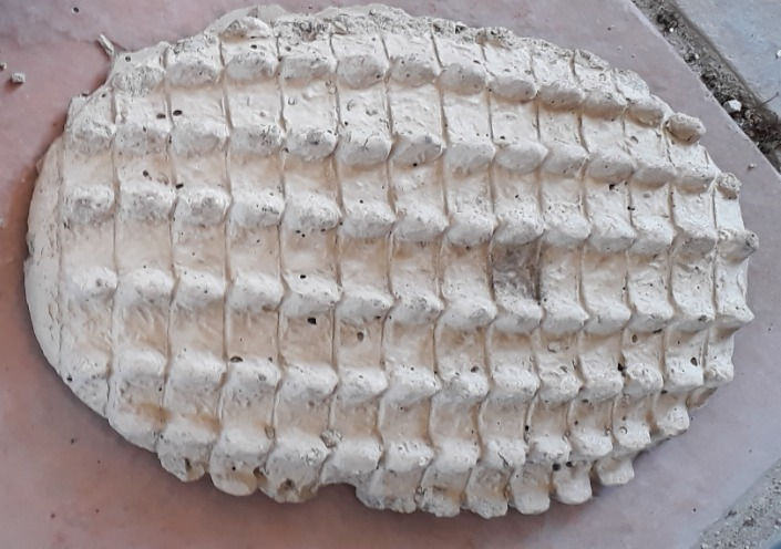 Crocodile Body