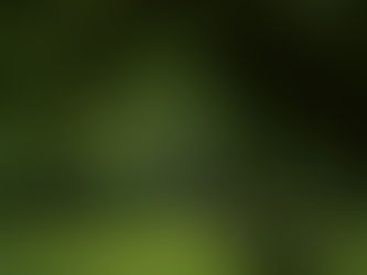 Lush green park with large, twisting trees and sunlight filtering through leaves. Grass and a distant bench create a serene, peaceful mood. Memorial Garden