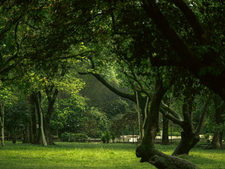 Lush green park with large, twisting trees and sunlight filtering through leaves. Grass and a distant bench create a serene, peaceful mood. Memorial Garden