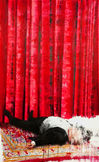 The End of the Tragedy, oil on canvas painting depicting a fallen figure in front of red theatrical curtains, by contemporary artist luhang 路航, 2017.
