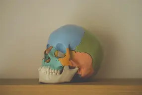 Anatomisches Modell eines menschlichen Schädels mit den einzelnen Gesichtsknochen als Grundlage der craniosacralen Körperarbeit.