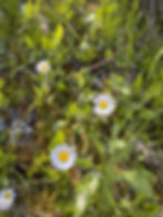 Almwiese mit Gänseblümchen