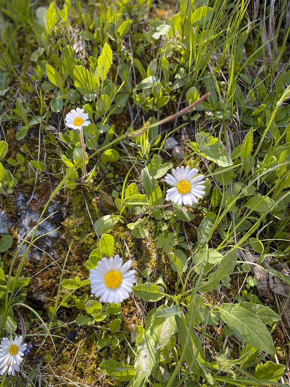 Gänseblümchen