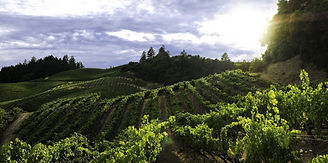 bogle_winery_cover.jpeg