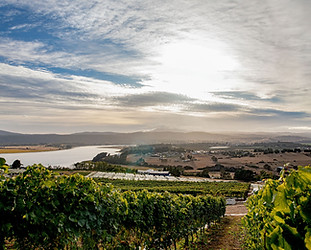 evenfall-vineyard.jpg