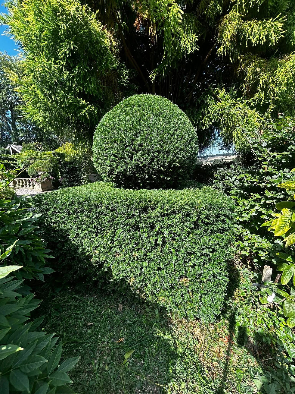 tree-cutting