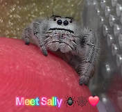 Sally