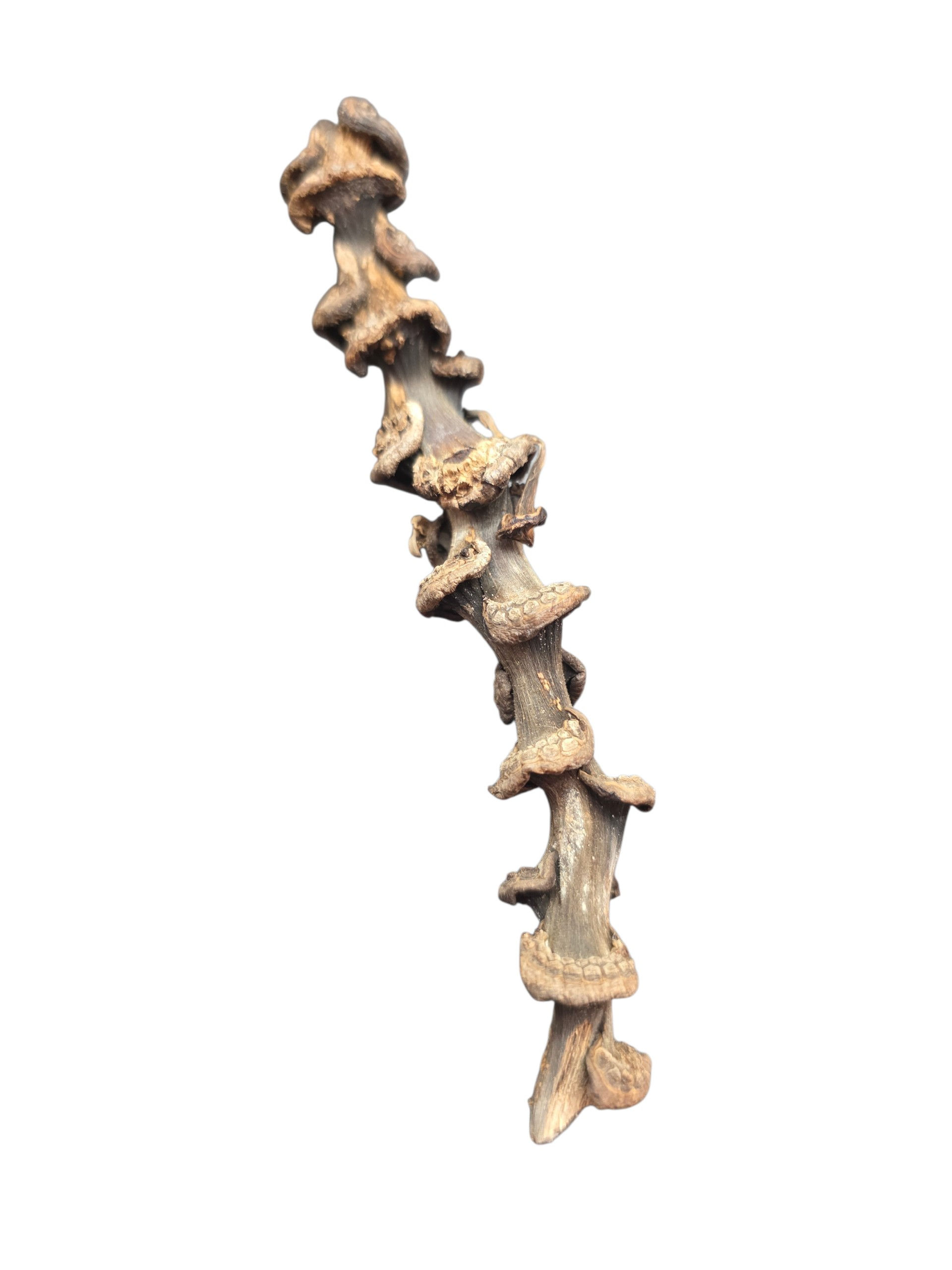 Banana Stem Climber