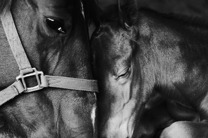 AdobeStock_317760403-mare-and-foal.jpeg