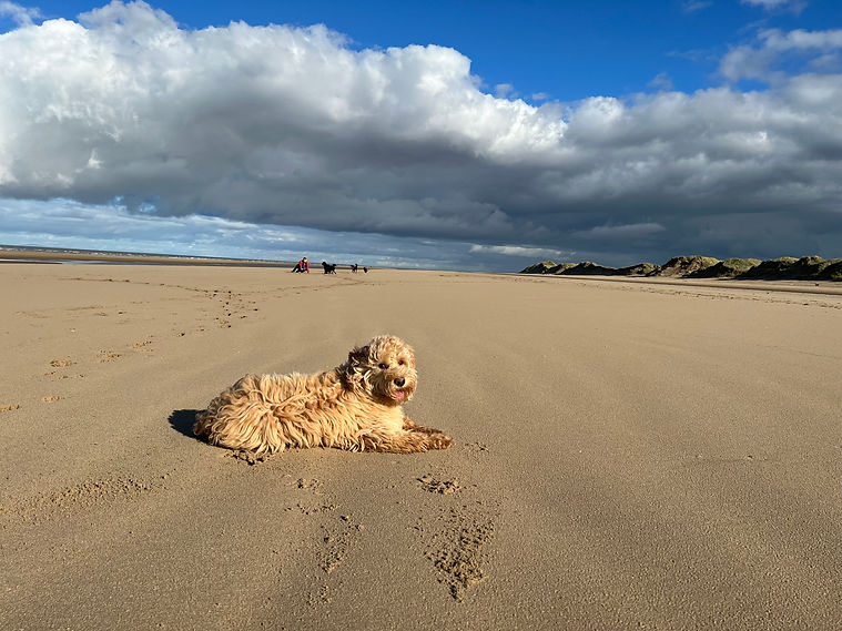Billy beach