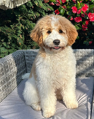 Penny