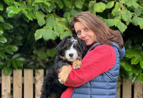 Own a Bernedoodle UK