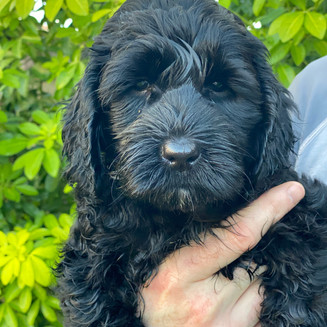 Australian Labradoodle