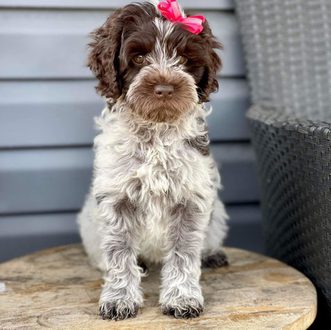 Roan Labradoodle Puppy