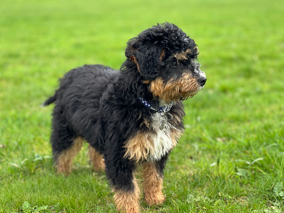 Mini Bernedoodle