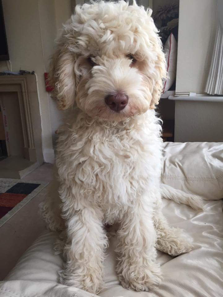 White Australian Labradoodle