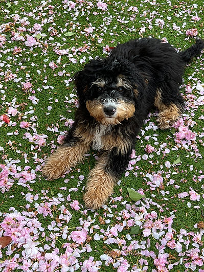 Northbound Bernedoodle.jpg
