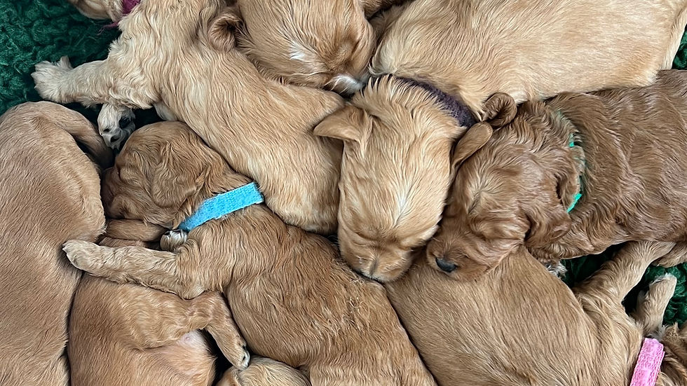 Puppy Available 7th March