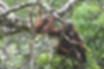Borneo