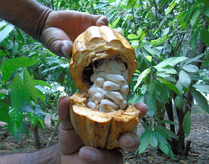 Cacao criollo, el nuevo oro blanco de Piura