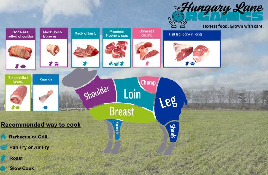 hungary lane lamb guide with grassy background.jpg