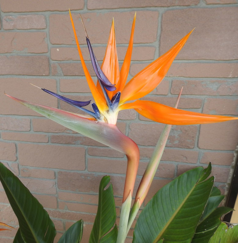 極楽鳥花って 美しく珍しい花 極楽鳥花って 美しく珍しい花