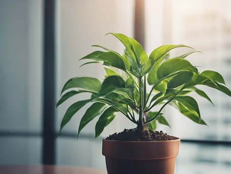 Maximize Business Growth with Executive Advisory Services
