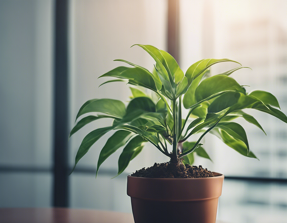 A Plant Thriving in the Sunlight