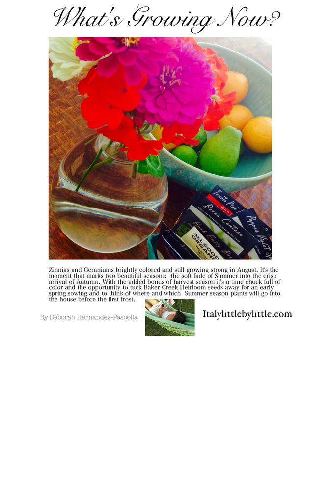 What's Growing Now? Zinnias and Geraniums!