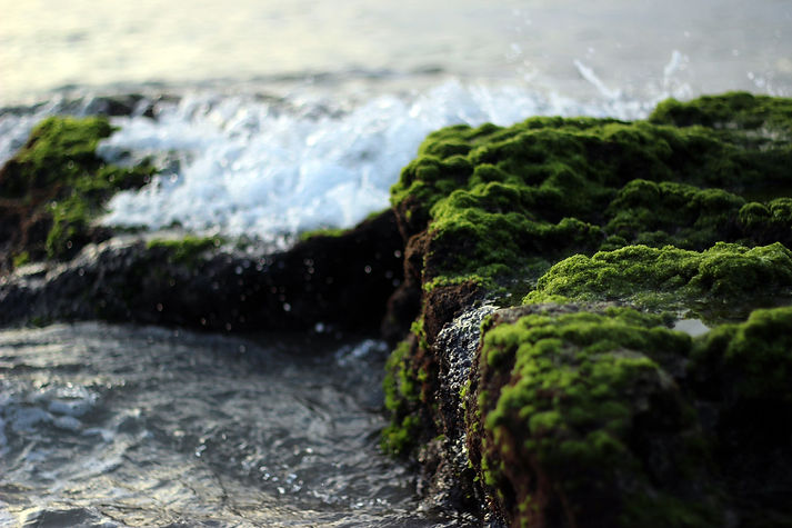 moss water high res 2.jpeg