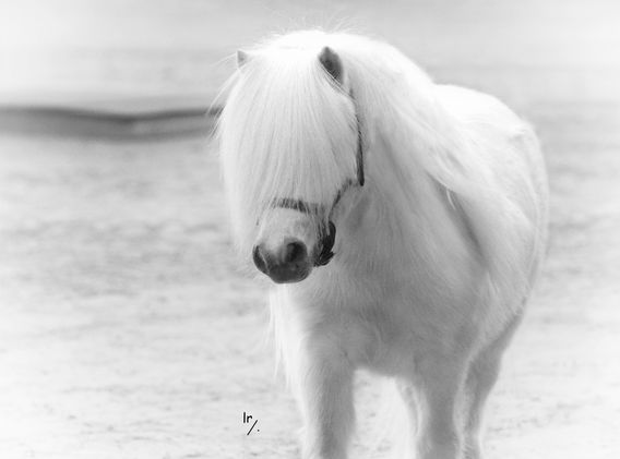 Minicooper sfeer.jpg