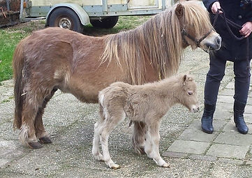 jillysupriseofsportview_filly.jpg