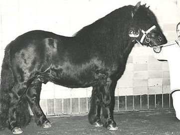 Marlando van Stal Volmoed.jpg