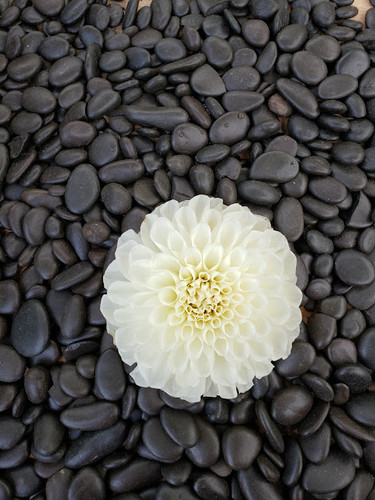 Brookside Snowball | Painterly Farm